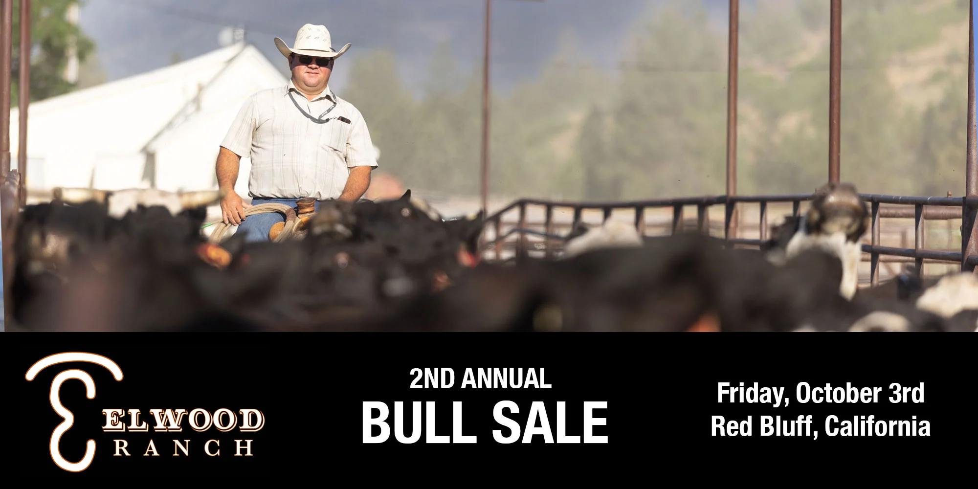 Bulls Hit Ranch Bull Sale - Elwood Ranch - The Brand of Excellence